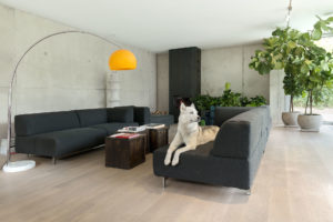Living room with a white dog on the sofa in the concrete and minimalist villa of Rosalba Piccinni Photographer Maria Teresa Furnari